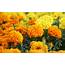 Marigold Flowers Images And Wallpapers 8  Wallpapers13com
