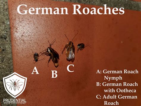 Roach Treatment In Restaurant Prudential Pest Solutions