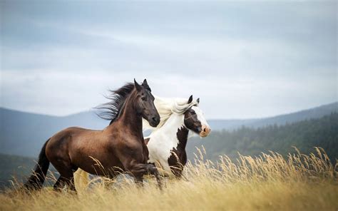 Two Horses Running In Nature Dry Reed Grass Hd Wallpaper