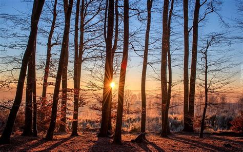 First Frost In Forest Sunbeams Forest Sunshine Trees Frost Hd