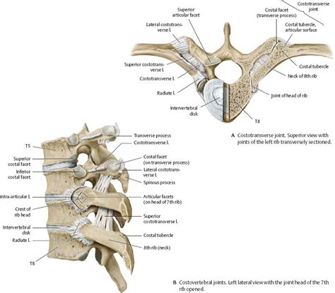 The structure of the sternum and ribs (rib cage) allows us to breathe. Thoracic Wall - Atlas of Anatomy