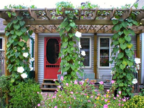 The Best Vines To Grow On Arches And Pergolas Pergola
