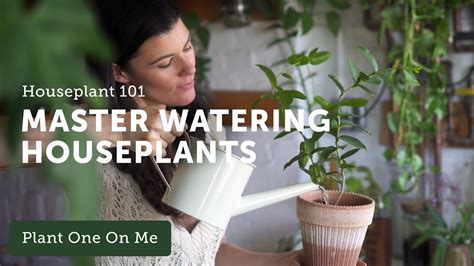 Houseplant How To Water Houseplants Properly Ep Youtube