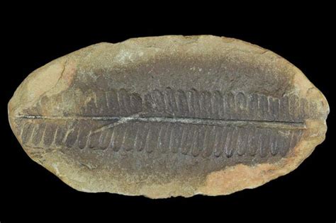 Don't bother looking in the sandy areas, because you aren't likely to find any fossils there. 2.9" Fossil Fern (Pecopteris) - Mazon Creek For Sale ...
