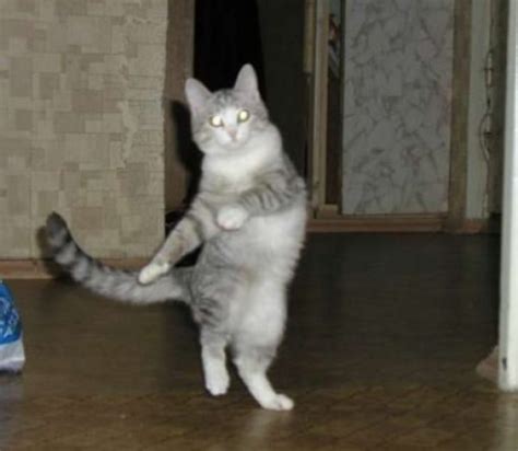 Top 10 Cats Dancing At The New Years Eve Party