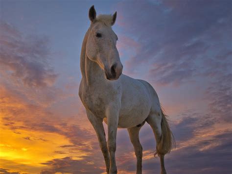 Pretty White Horse Hd Desktop Wallpaper Widescreen High Definition