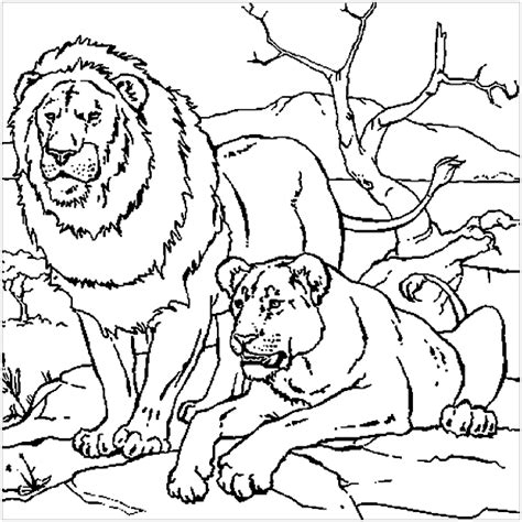 Lion And Tiger Coloring Pages Peepsburghcom