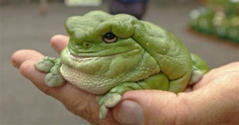 White s tree frog the best pet amphibian. Dumpy Whites Tree Frog | The Largest Reptile Board on ...