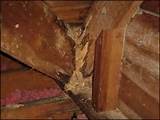 Termite Damage Evidence Images