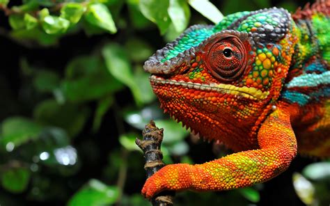 3500x2333 3500x2333 Pictures Of Chameleon Coolwallpapersme
