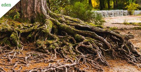Tree Root Removal Guide Arborist Services Edenapp
