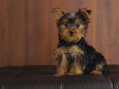 30 Fonds Décran Chiens Et Chiots Fonds Décran Gratuits By