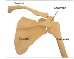 Shoulder Anatomy | Shoulder Elbow