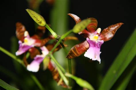 Miltonia Clowesii Southern Suburbs Orchid Society Inc