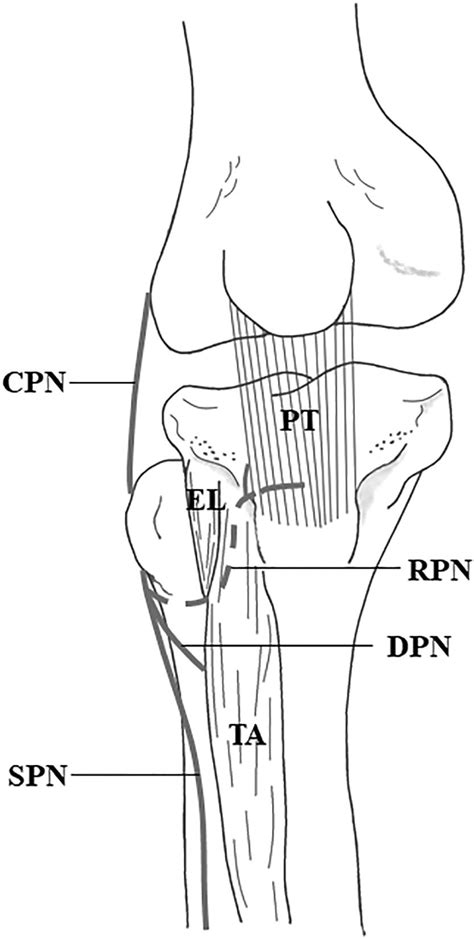Recurrent Position And Innervation Pattern Of Recurrent Peroneal Nerve