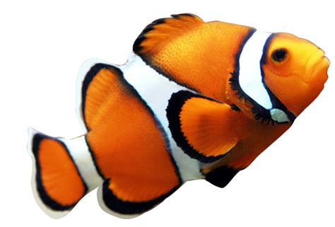 Fish Png Transparent Image Download Size 588x399px