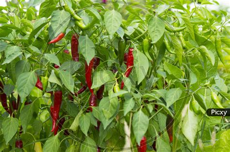 image of beautiful chili peppers on the bushes red chili peppers on the farm hot red peppers