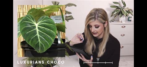 Dracontium pertusum l., monstera ecuadorensis engl. Monstera Adansonii Var Laniata - BacaanKita