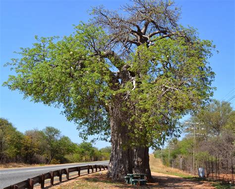 i travel south africa the boabab tree musina limpopo province