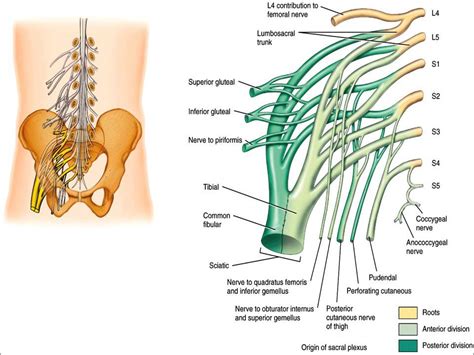 Lower Extremity Impairments Lumbosacral Plexus Ezqmeceu Com Qme