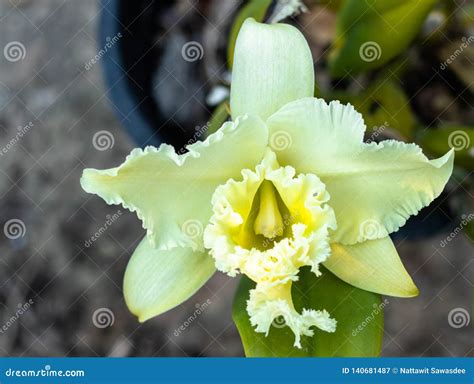 white cattleya orchid stock image image of hybrid environment 140681487