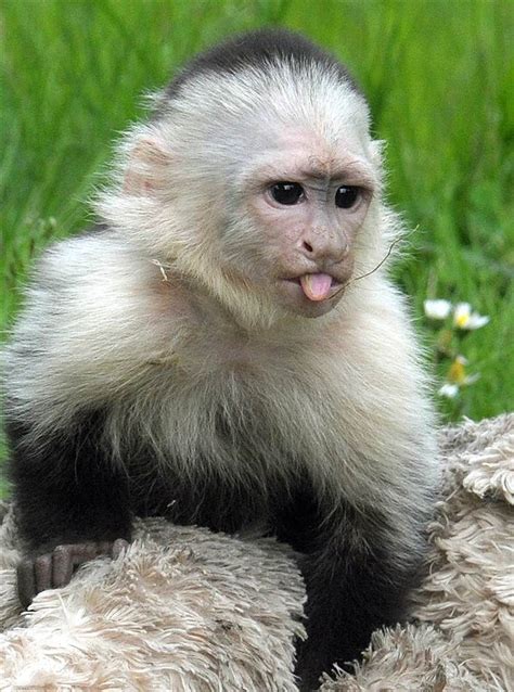 Capuchin Monkey Animals And Pets Baby Animals Funny Animals Cute Animals Animals Photos