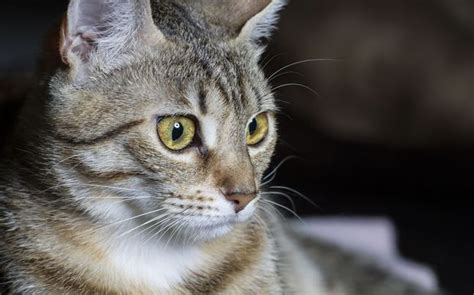 If the veterinarian has to come to your home, which is very common, the costs can be between. Blanket cat ban in Kapiti Coast subdivision | Radio New ...