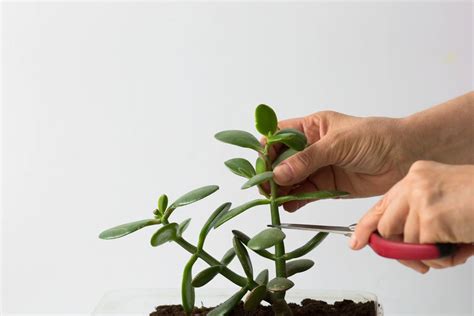 How To Prune Succulents Properly Green Garden Tribe