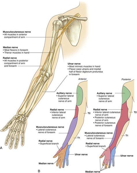 Upper Limb Nerve Anatomy Ulnar Nerve Median Nerve