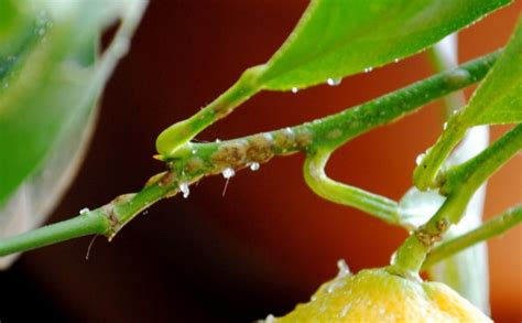 Lemoncitrustree Citrus Pest And Disease