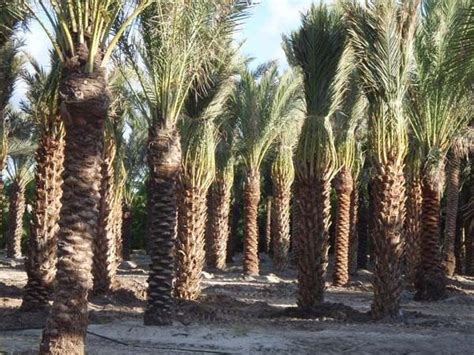 Mybageecha recommends using cacti for sustainable interior and bedroom. Medjool Date Palm - Phoenix dactylifera 'Medjool' Texas ...
