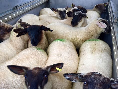 Sheep Trade Lamb Prices Continue Their Upward Trajectory Agrilandie