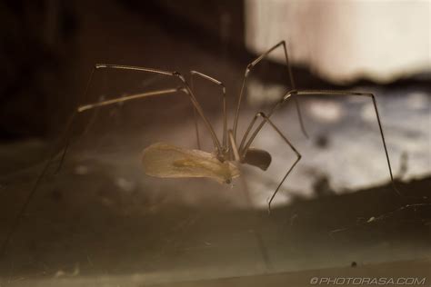 Something suggested to sam that the piece was exactly the size he was looking for, and he pulled it up and stood it against the door frame. Cellar Spiders - Photorasa Free HD Photos