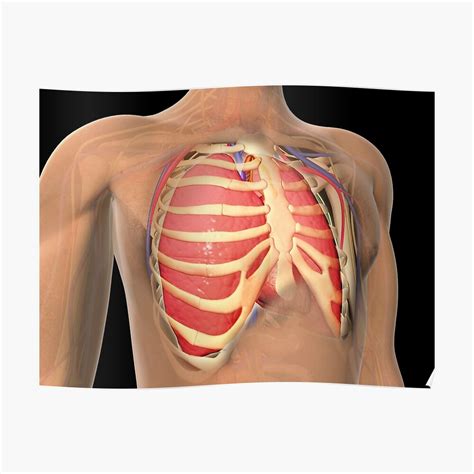 The rib below that is rib 2, and it connects to the t2 thoracic vertebra,. Rib Cage View From Back - Costochondritis Chest Wall Pain ...