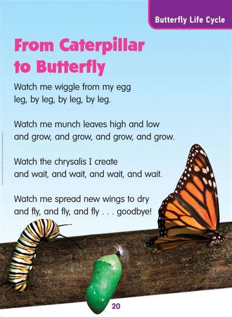 From Caterpillar to Butterfly (Butterfly Life Cycle): Science Poem