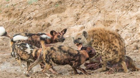 Wild Dogs Kill And Eat Hyena Hyenas Eaten Alive Youtube