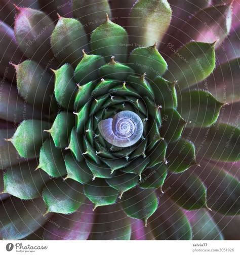 Mandala Umwelt Natur - ein lizenzfreies Stock Foto von Photocase