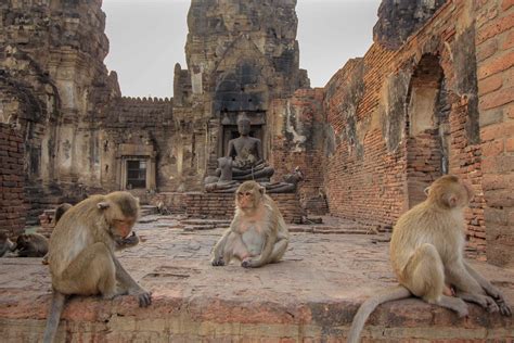 Lopburi Alles über Thailand S Stadt Der Affen Placesofjuma