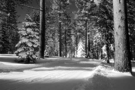 Winter Forest Stock Photo Download Image Now Istock