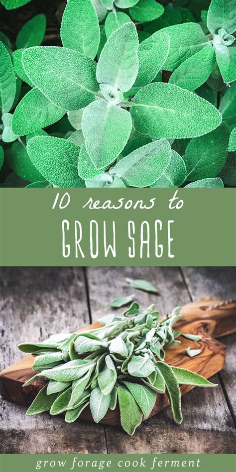 Pesan makanan tradisional terutama khas garut. 10 Reasons to Grow Sage for your Garden, Food, and Health in 2020 | Growing sage, Herbs, Growing ...