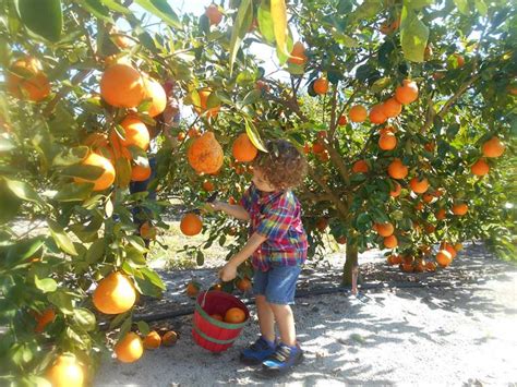 In northern california's bay area, winter temperatures occasionally dip below freezing, so mangoes need to be covered or brought indoors to mango flowers and fruit are damaged at temperatures below 40 degrees fahrenheit, and young trees can be killed at temperatures below 32 degrees. Veg Out at the Best Fresh Markets and U-Pick Farms in ...