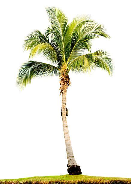 Single Palm Tree On Grassy Lawn Stock Photo Tree Photoshop Palm