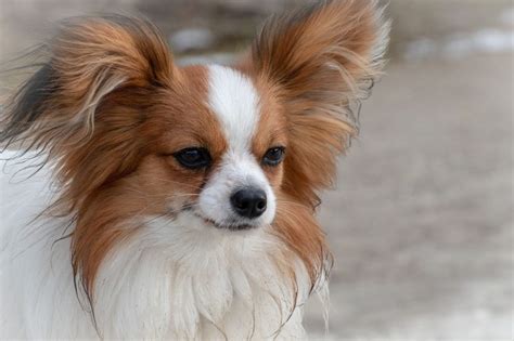 15 Native Spanish Dog Breeds Most Popular Spanish Dogs