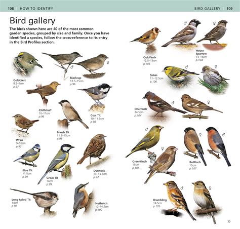 Ignore any birds that are still in flight. Rspb Garden Birds Book - Garden Ftempo