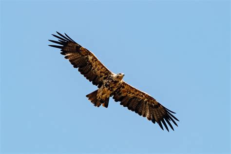 Eastern Imperial Eagles Return To Serbian Skies Amid Deforestation And