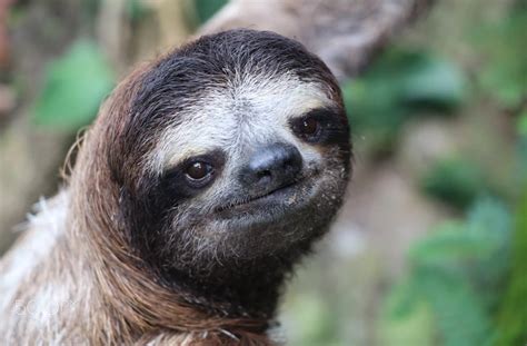 This Is The Welp Face Of A Sloth That Just Got Caught In A Sex Scandal Sloths