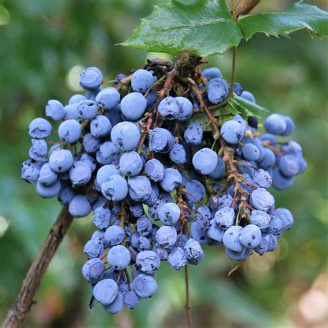 Tall Oregon Grape Regeneration Farm