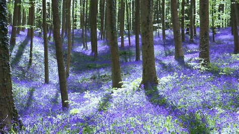 Bluebell Flowers Hyacinthoides In Halle Forest A Mystical Forest In
