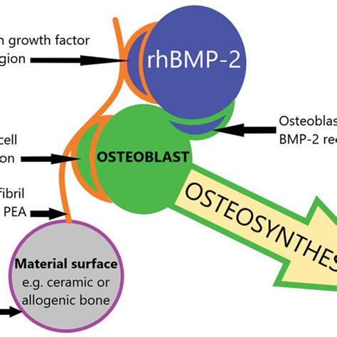 Schematic Of A Novel Osteoinductive System An Osteoconductive Material