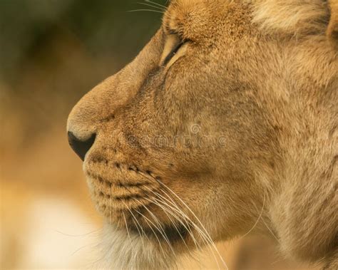 Imposing African Lion Panthera Leo Side View Head Shot Stock Photo